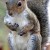 eastern-grey-squirrel-1163738_960_720-001